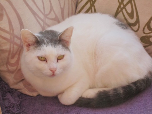 Tinkerbell on Designer Cushions